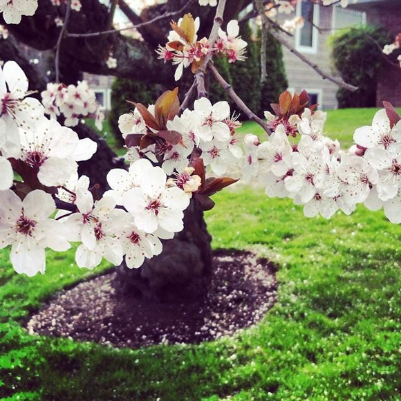 Week's Favorites - Cherry Blossom 